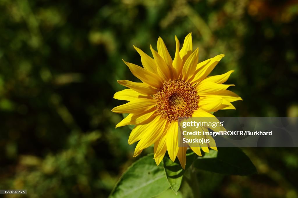 Sunflower (Helianthus annuus), flower in a sunflower field, Hesse, Germany, Europe