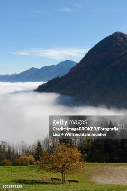 fog in the valley, inversion weather situation on the panorama trail on the adersberg, near rottau, chiemgau, upper bavaria, bavaria, germany, europe - inversion_(meteorology) stock-fotos und bilder