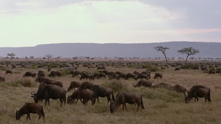 143 Mara Triangle Kenya Stock Videos, Footage, & 4K Video Clips - Getty ...