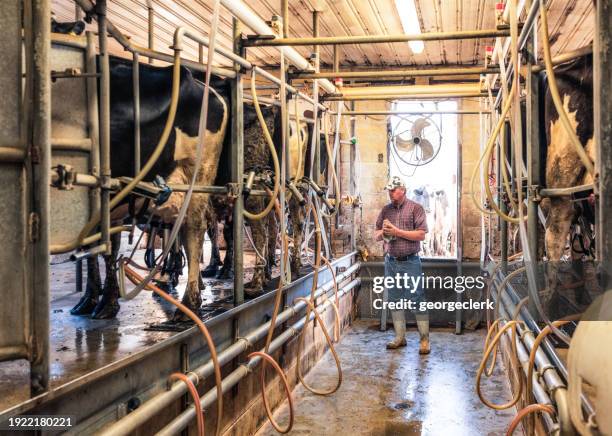 dairy farmer in the milking shed - cows milking machine stock pictures, royalty-free photos & images