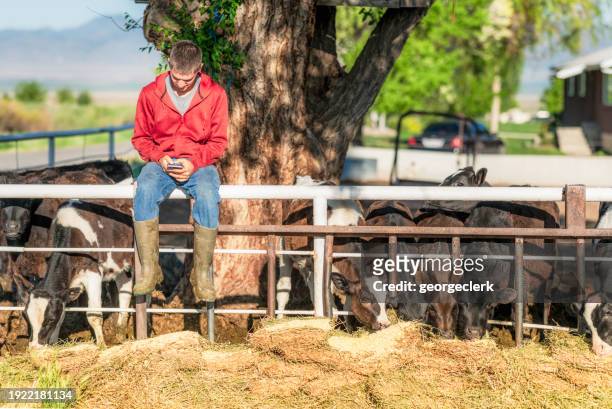 cathing up on messages after feeding the cows - cattle call stock pictures, royalty-free photos & images
