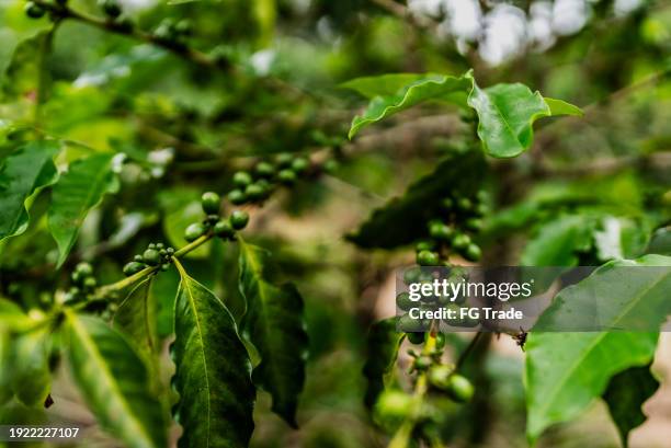 coffee tree - coffee plant stock pictures, royalty-free photos & images