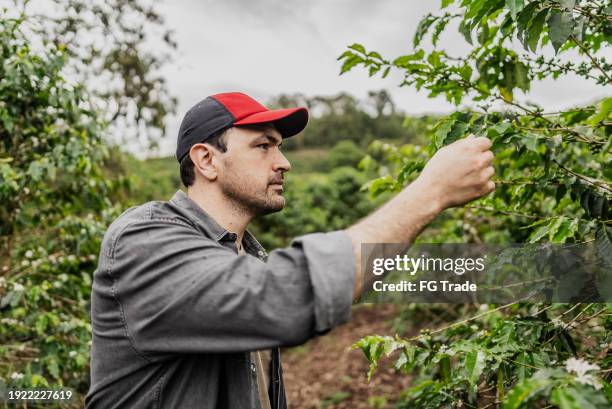 farmer analyzing a plant in a coffee plantation - coffee plant stock pictures, royalty-free photos & images
