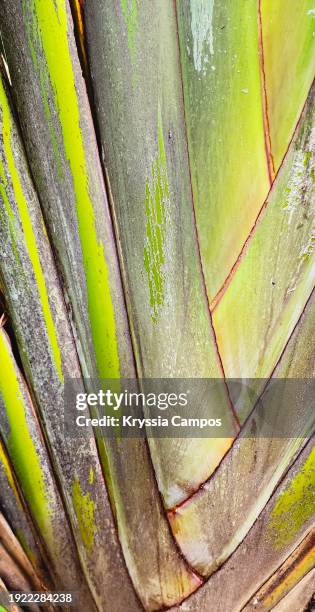 natural texture of close-up view of fronds of traveller's palm - ravenala stock pictures, royalty-free photos & images