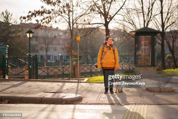 woman is waiting at crosswalk traffic light with her dog. - crossing imagens e fotografias de stock