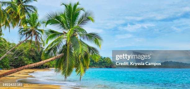 caribbean dream: picture-perfect beachscape in costa rica - puerto viejo stock pictures, royalty-free photos & images