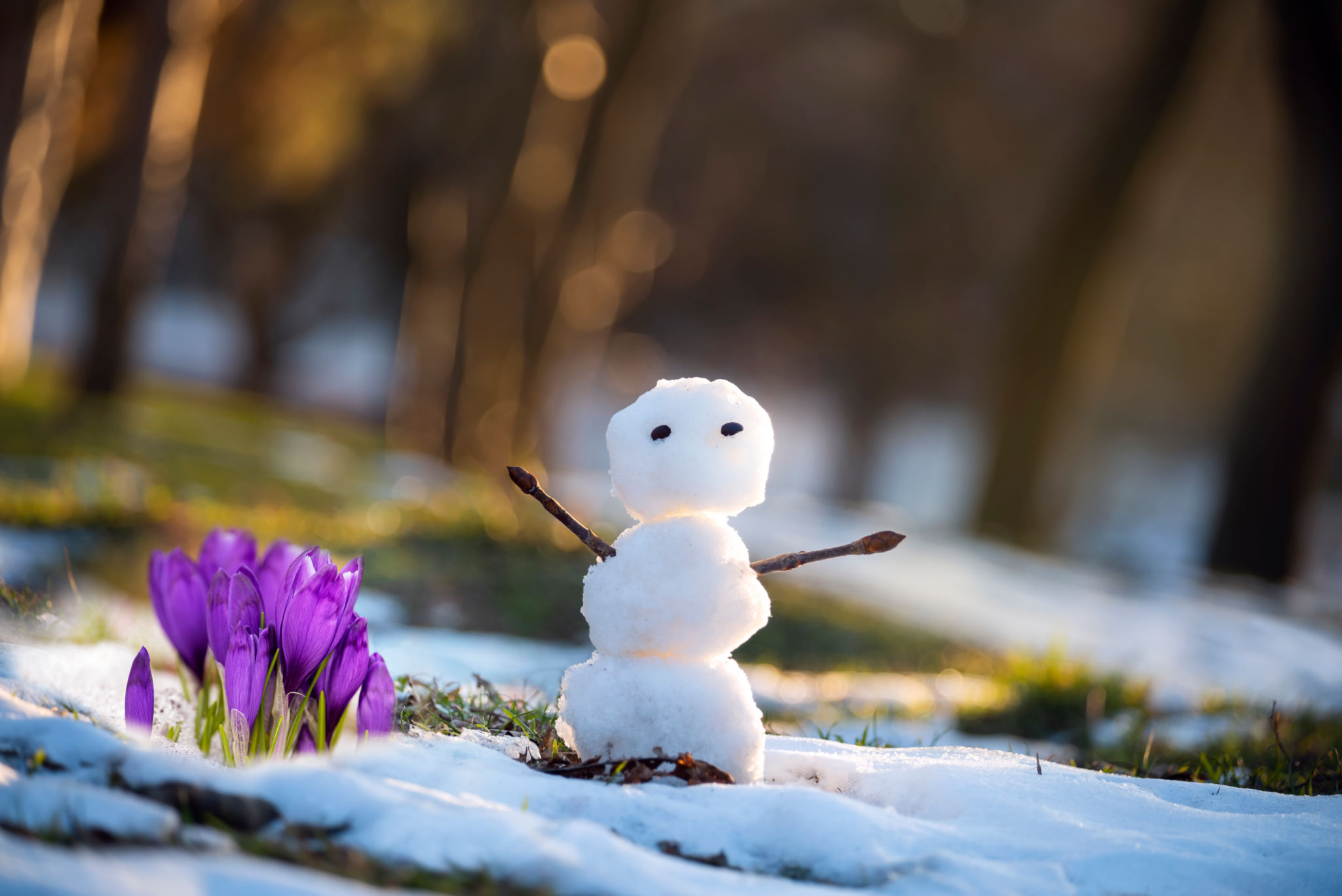 thawing snow
