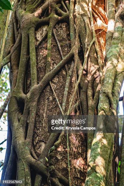 strangler fig's vines (ficus tree) enveloping trunk of host tree - strangler fig tree stock pictures, royalty-free photos & images