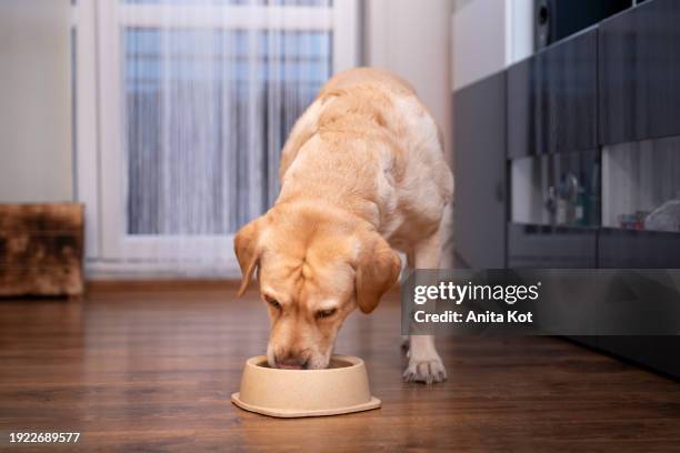 dog eating food from a bowl - yellow labrador retriever stock pictures, royalty-free photos & images