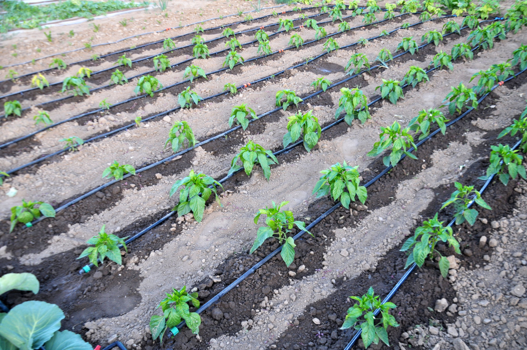 drip irrigation system