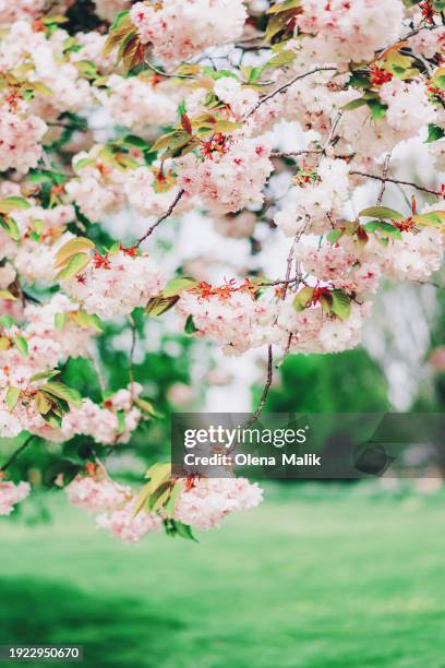 abstract background with blooming sakura in spring, copy space. - hanami stock-fotos und bilder