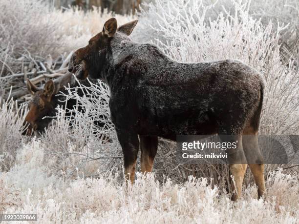 cow moose - a shiras moose stock pictures, royalty-free photos & images