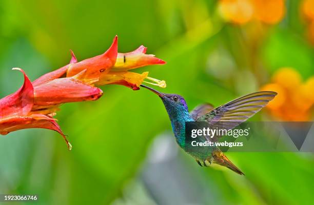golden-tailed sapphire hummingbird about to extract nectar from a yellow and red flower - hummingbird stock pictures, royalty-free photos & images