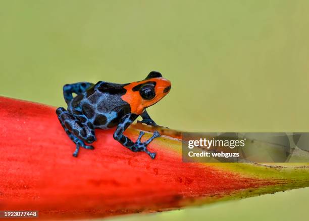 a blessed poison frog, ranitomeya benedicta "red headed" on a heliconia flower stem - amphibian stock pictures, royalty-free photos & images