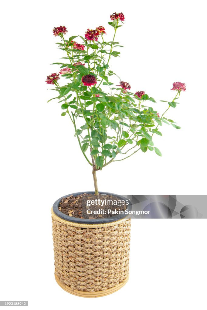 Rose tree in wicker basket isolated on a white background. clipping path