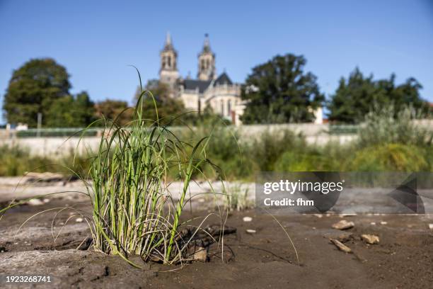 magdeburg historic skyline with famous cathedral at low tide (saxony-anhalt, germany) - drought city stock pictures, royalty-free photos & images