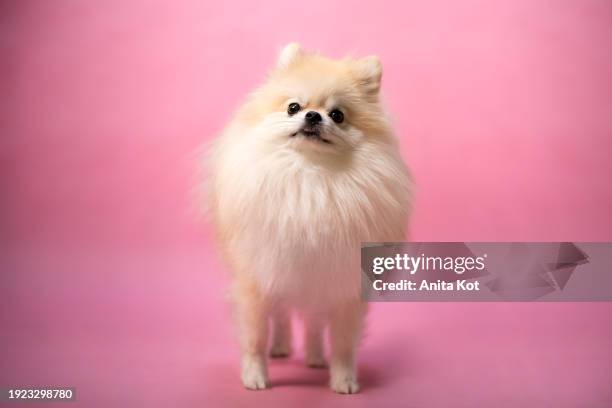 portrait of a pomeranian dog - anita stock pictures, royalty-free photos & images