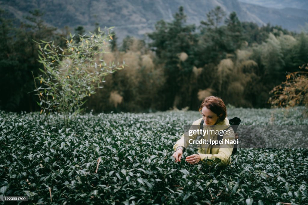 Woman in tea plantation