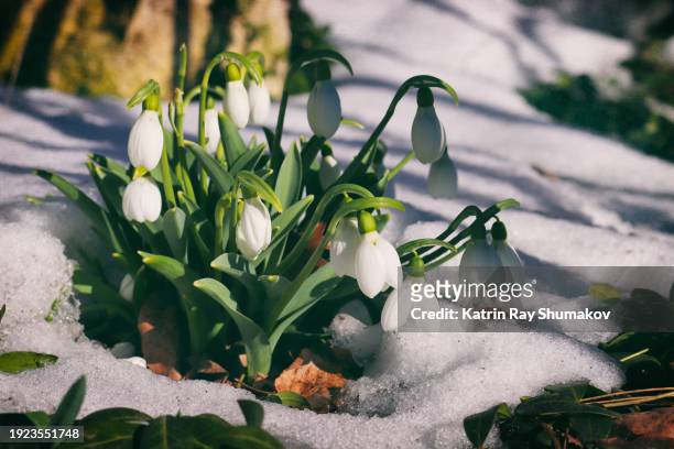 delightful snowdrops (creative breaf - nature) - snowdrops stockfoto's en -beelden
