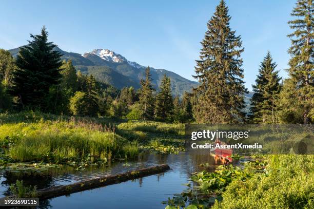 family paddles canoe down stream - british columbia stock pictures, royalty-free photos & images