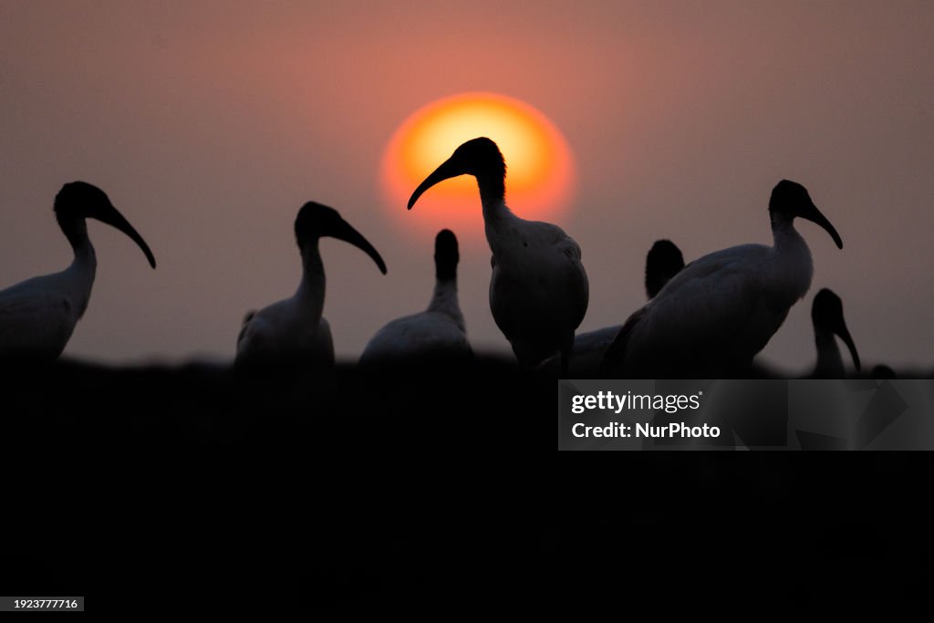 Black-headed Ibis At The Sunset