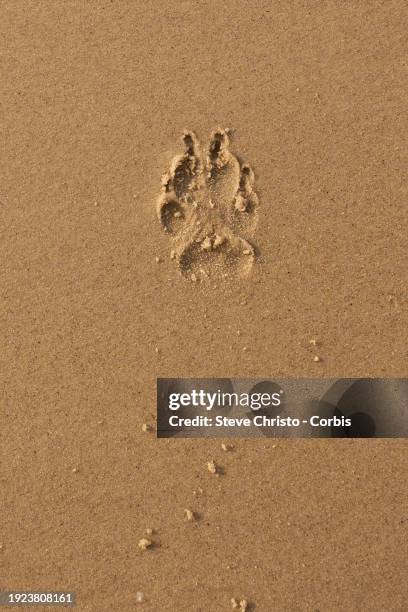 Dogs leave their paw prints in the early morning on Huskisson Beach a dog friendly beach, on January 5, 2024 in Jervis Bay, Australia.