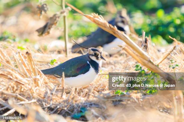 northern lapwing (vanellus vanellus, family comprising charadriidae) the lady of the rice field with beautiful structural colors.

at okazaki cultivated land, hiratsuka, kanagawa, japan,
photo by december 17, 2023. - 平塚市 stock pictures, royalty-free photos & images