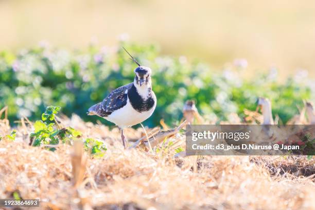 northern lapwing (vanellus vanellus, family comprising charadriidae) the lady of the rice field with beautiful structural colors.

at okazaki cultivated land, hiratsuka, kanagawa, japan,
photo by december 17, 2023. - 平塚市 stock-fotos und bilder