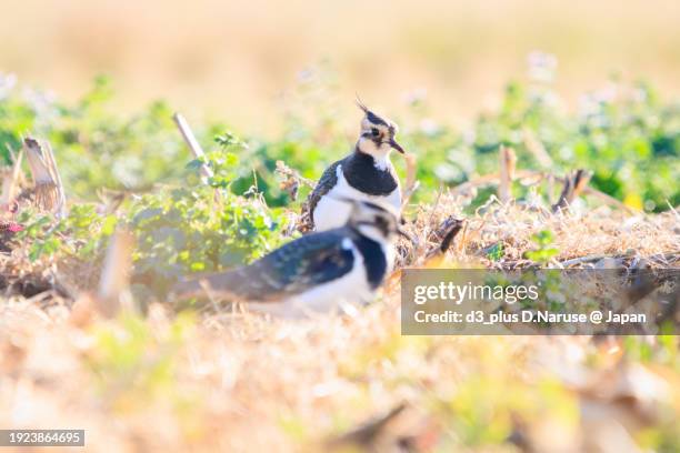 northern lapwing (vanellus vanellus, family comprising charadriidae) the lady of the rice field with beautiful structural colors.

at okazaki cultivated land, hiratsuka, kanagawa, japan,
photo by december 17, 2023. - 平塚市 stock pictures, royalty-free photos & images