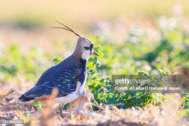 northern lapwing (vanellus vanellus, family comprising charadriidae) the lady of the rice field with beautiful structural colors.

at okazaki cultivated land, hiratsuka, kanagawa, japan,
photo by december 17, 2023. - 平塚市 stock pictures, royalty-free photos & images