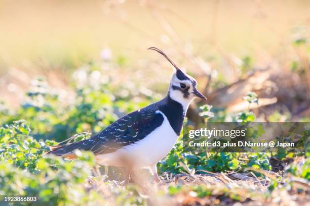 northern lapwing (vanellus vanellus, family comprising charadriidae) the lady of the rice field with beautiful structural colors.

at okazaki cultivated land, hiratsuka, kanagawa, japan,
photo by december 17, 2023. - 平塚市 stock-fotos und bilder