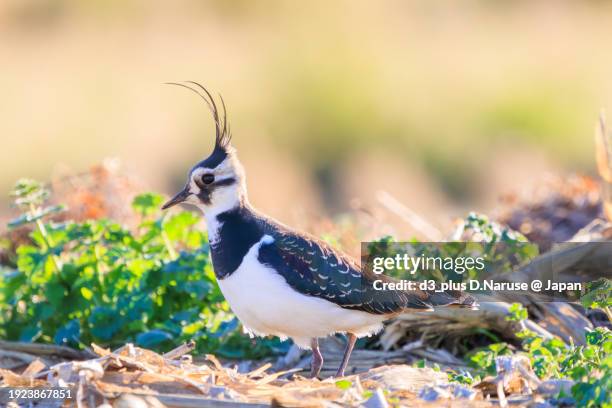 northern lapwing (vanellus vanellus, family comprising charadriidae) the lady of the rice field with beautiful structural colors.

at okazaki cultivated land, hiratsuka, kanagawa, japan,
photo by december 17, 2023. - 平塚市 stock pictures, royalty-free photos & images