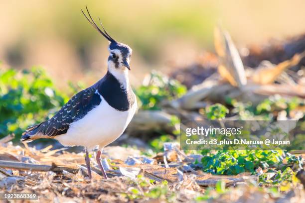 northern lapwing (vanellus vanellus, family comprising charadriidae) the lady of the rice field with beautiful structural colors.

at okazaki cultivated land, hiratsuka, kanagawa, japan,
photo by december 17, 2023. - 平塚市 stock pictures, royalty-free photos & images