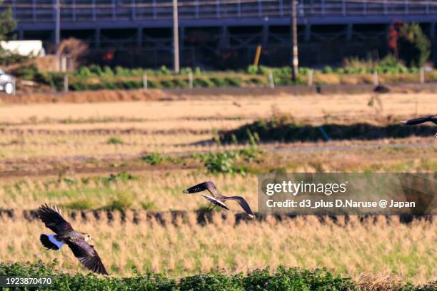 northern lapwing (vanellus vanellus, family comprising charadriidae) the lady of the rice field with beautiful structural colors in flight.

at okazaki cultivated land, hiratsuka, kanagawa, japan,
photo by december 17, 2023. - 平塚市 stock pictures, royalty-free photos & images