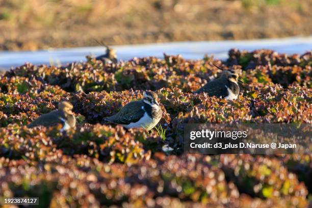 northern lapwing (vanellus vanellus, family comprising charadriidae) the lady of the rice field with beautiful structural colors.

at okazaki cultivated land, hiratsuka, kanagawa, japan,
photo by december 17, 2023. - 平塚市 stock-fotos und bilder