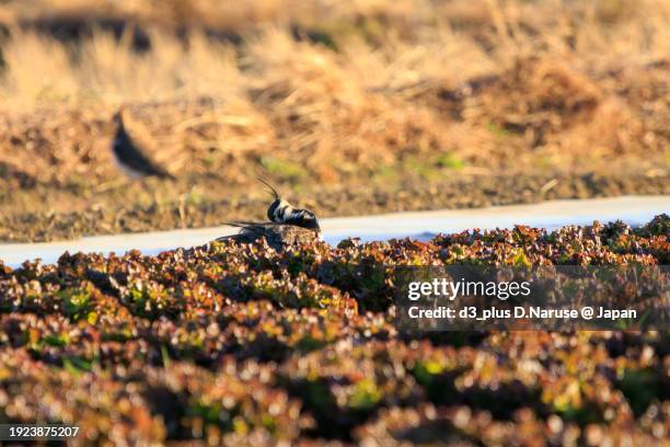 northern lapwing (vanellus vanellus, family comprising charadriidae) the lady of the rice field with beautiful structural colors.

at okazaki cultivated land, hiratsuka, kanagawa, japan,
photo by december 17, 2023. - 平塚市 stock-fotos und bilder