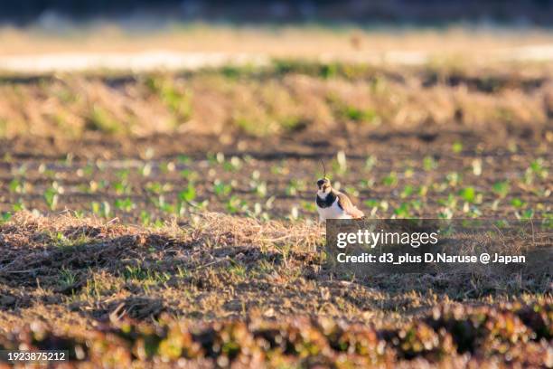 northern lapwing (vanellus vanellus, family comprising charadriidae) the lady of the rice field with beautiful structural colors.

at okazaki cultivated land, hiratsuka, kanagawa, japan,
photo by december 17, 2023. - 平塚市 stock-fotos und bilder