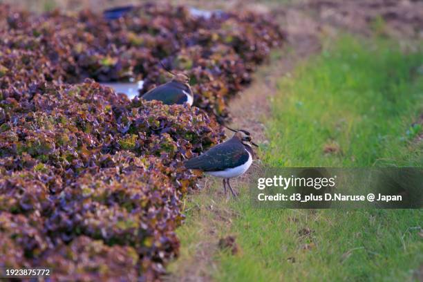 northern lapwing (vanellus vanellus, family comprising charadriidae) the lady of the rice field with beautiful structural colors.

at okazaki cultivated land, hiratsuka, kanagawa, japan,
photo by december 17, 2023. - 平塚市 stock pictures, royalty-free photos & images