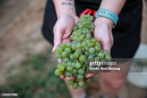 Picker holds a bunch of freshly picked Sémillon grapes during the harvest at Glandore Wines on January 11, 2024 in the Hunter Valley, Australia. The...