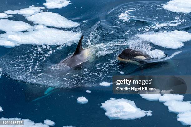 orca / killer whales in the lemaire chanel, antarctica - surfacing stock pictures, royalty-free photos & images