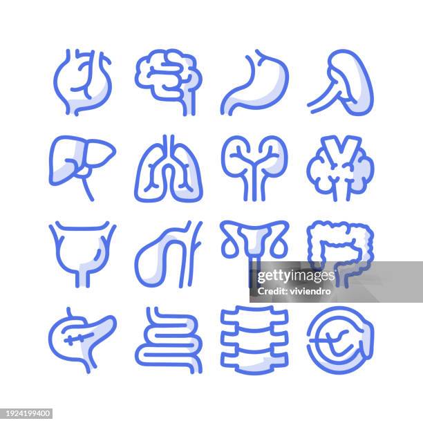 hand drawn human organs icons - bladder stock illustrations