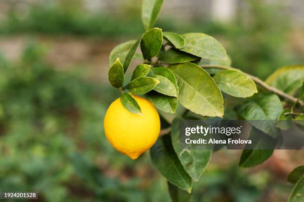 male hands plucking a lemon from a bush close-up - albero di limone foto e immagini stock