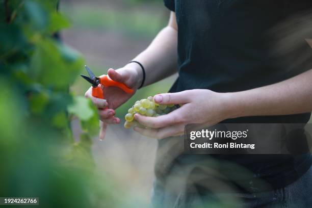 Picker harvests sémillon grapes by hand at Glandore Wines on January 11, 2024 in the Hunter Valley, Australia. The valley is the oldest wine growing...