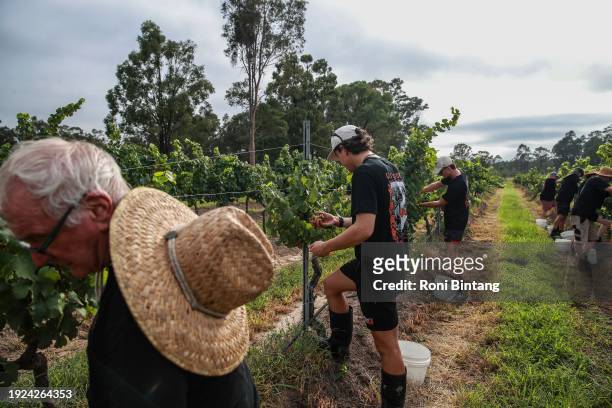 Pickers harvest sémillon grapes by hand at Glandore Wines on January 11, 2024 in the Hunter Valley, Australia. The valley is the oldest wine growing...