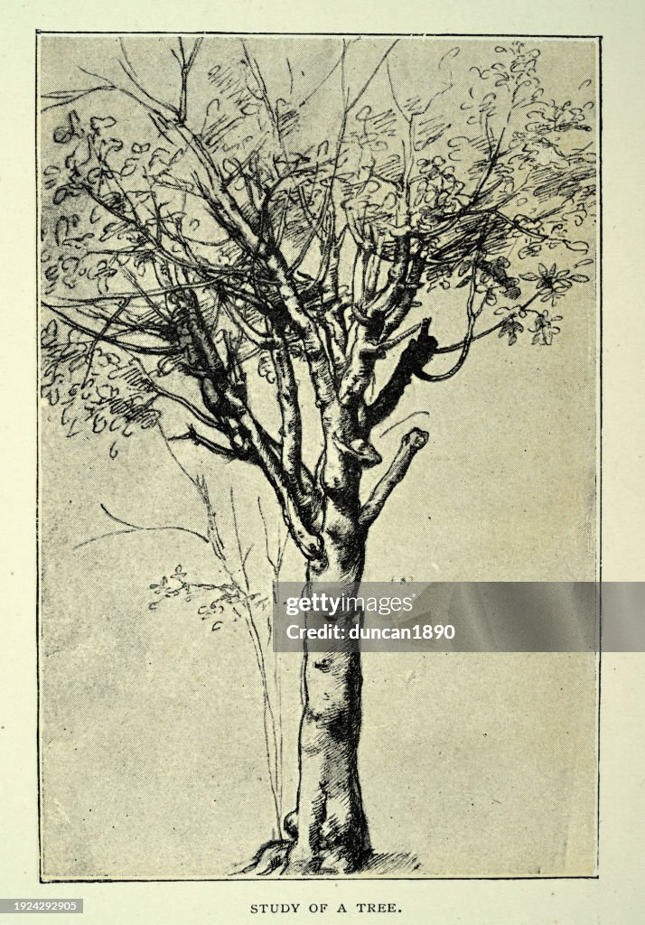 Tree Drawing Renaissance Study Of A Tree After A Drawing By Leonardo Da Vinci Renaissance Art ...