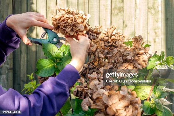 hands pruning a hydrangea bush with secateurs against a wooden fence - flower head stock pictures, royalty-free photos & images