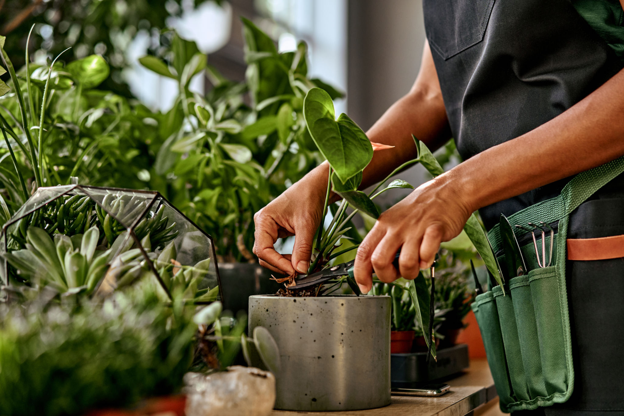 indoor plants