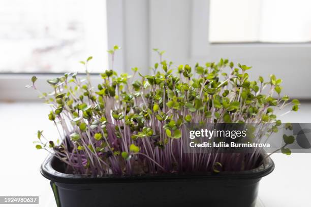 lush growth of kohlrabi microgreens in black plastic container, standing in front of bright window - microgreen stock pictures, royalty-free photos & images