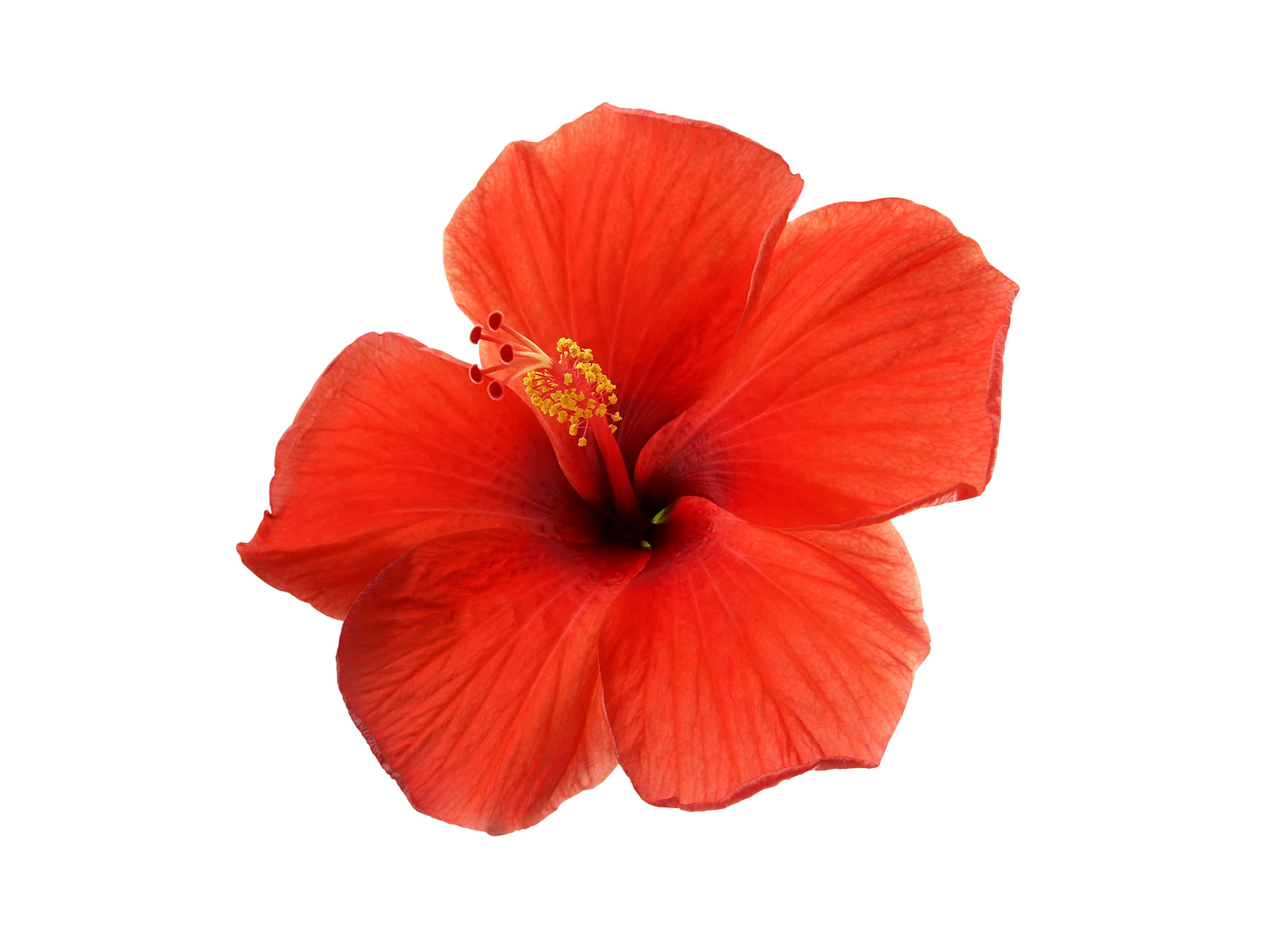 hawaiian culture