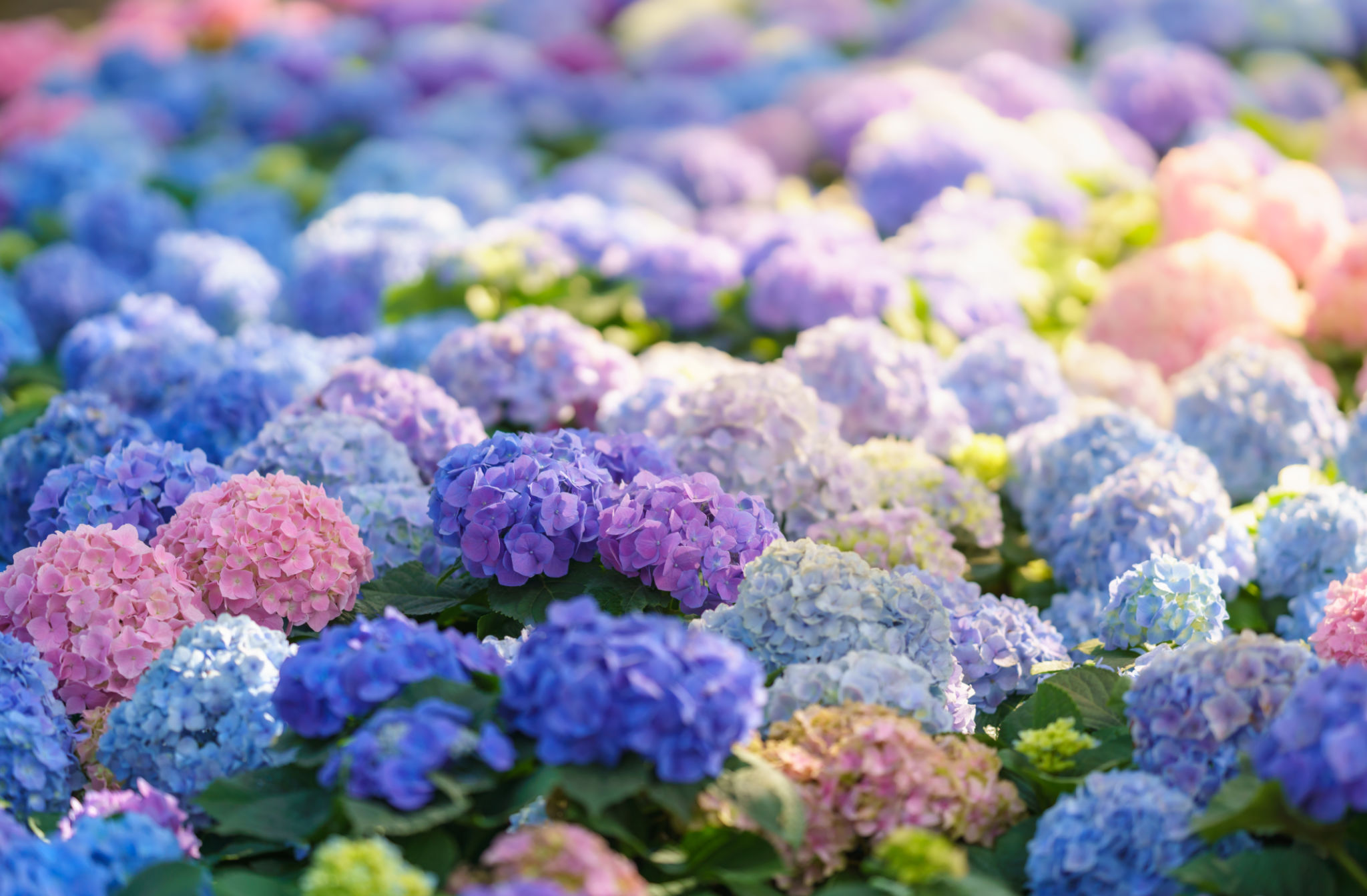 Closeup of field of colorful Hydrangea flower under sunlight with copy space background natural green plants landscape, ecology wallpaper cover page concept. Closeup of field of colorful Hydrangea flower under sunlight with copy space background natural green plants landscape, ecology wallpaper cover page concept.